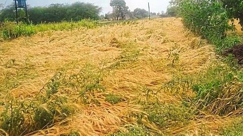 Damage to 400 hectares of onion crop in Sinnar due to unseasonal rains and hail Nashik News