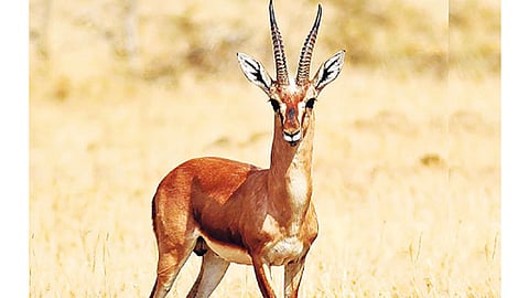 Deer
