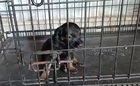 dog