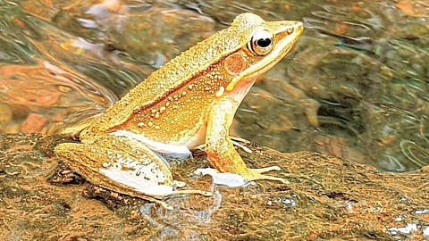 चांदोलीत आढळला सोनेरी पाठीचा बेडूक; सिंधुदुर्गात नामकरण सोहळा