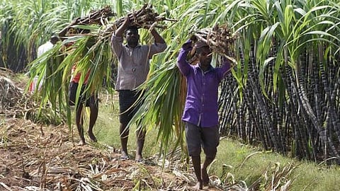 Sugarcane_Farmer