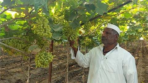 Fear of a lockdown has halted buying and selling of grapes.jpg