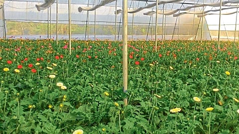 दर्जेदार फुलांच्या उत्पादनासाठी हरितगृहात योग्य तापमान आणि आर्द्रता ठेवावी.