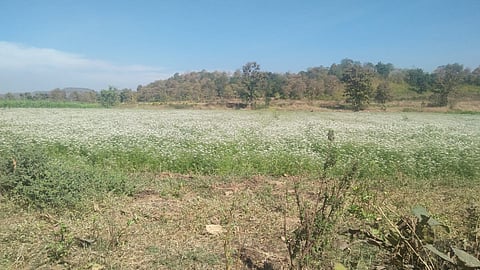 For the last four five years farmers in Shivani and surrounding areas of Kinwat taluka have been selecting a large number of rabi crops.jpg