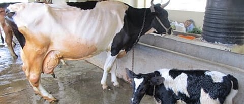Farmers will get interest free Rs 3 lakh for buying cows