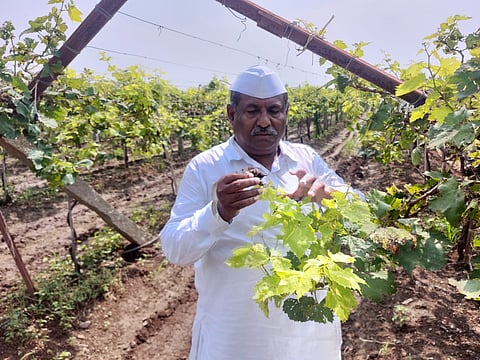 Grapes Damage