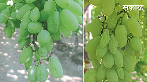 1) वेलीवर घडांची संख्या जास्त असल्याने आलेला सुकवा. 2) डाऊनी मिल्‍ड्यू रोगाच्या प्रादुर्भावामुळे आलेला सुकवा.