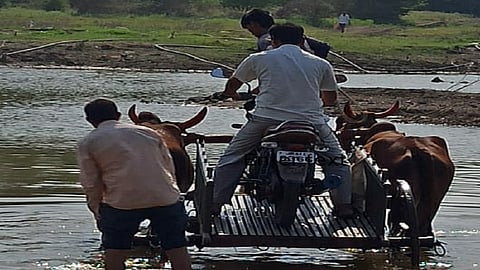 आष्टी ः बैलगाडीत दुचाकी ठेवून गोदापात्र ओलांडताना. 