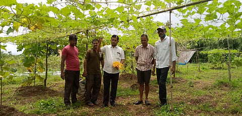 vegetable planting on fallow land in kudal sindhudurg