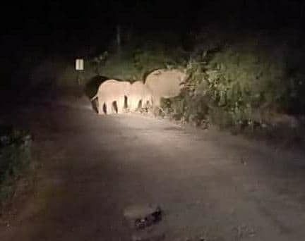 elephant issue konkan sindhudurg