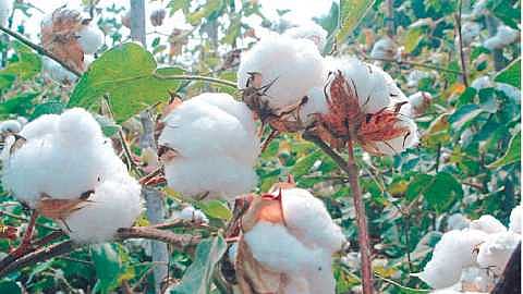 The government has sanctioned loans to farmers so that they can get the money from the sale of cotton on time