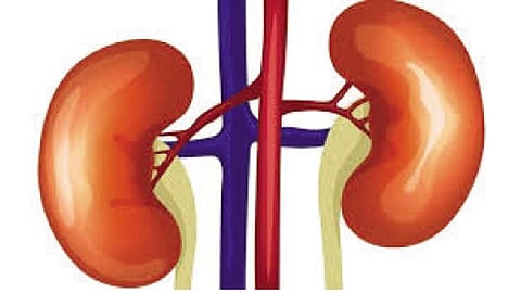Kidney
