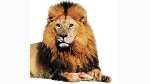 Video of a lion hitting the road goes viral