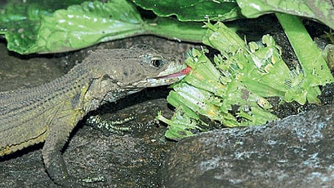 Lizard
