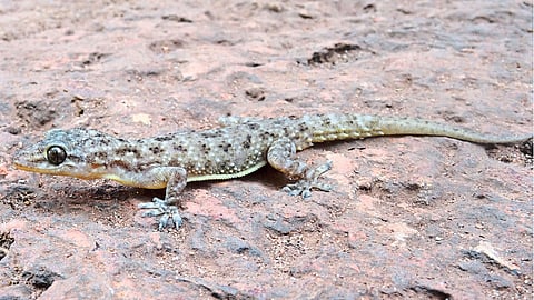 Lizard