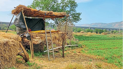 मावळात पिके राखण्यासाठी ‘शेतकरी यंत्रणा’ सज्ज