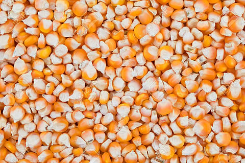 Guaranteed Maize Purchase The amount received by the farmers of Pandharpur Sangola