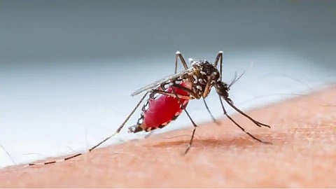 काळजी घ्या! मुंबईत मलेरियाचा कहर, वाढत्या रुग्णांसह दोघांचा मृत्यू 