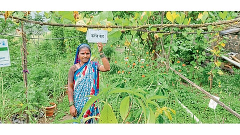 परसबागेत लागवड केलेल्या विविध भाजीपाला पिकामध्ये ममताबाई भांगरे.