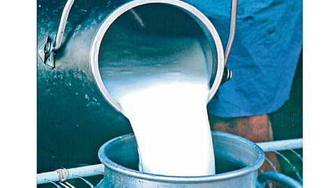 Milk
