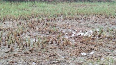 farmers are in trouble because of raining in November 
