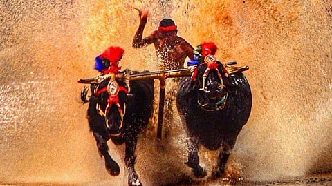 kambala runner nishant shetty breaks srinivasa gowda record