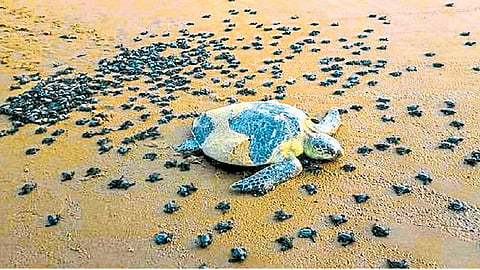 Olive-Ridley-turtle
