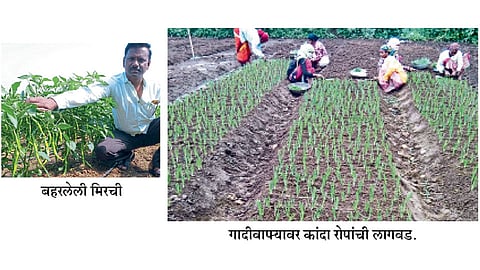 Onion-Plantation
