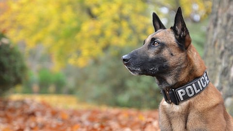 POlice DOg