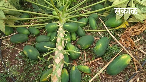 Papaya