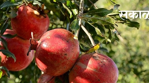 Pomegranate 