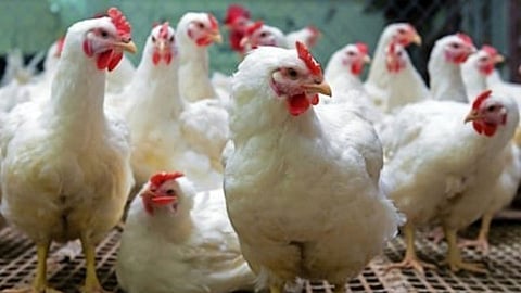 Poultry