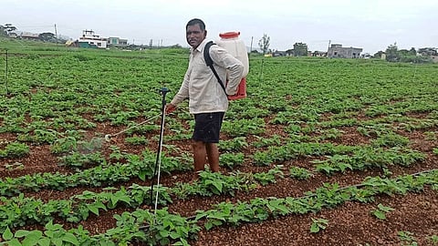 पुणे : पावसाने पाठ फिरवल्याने शेतकरी हवालदिल