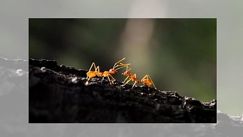 red ant bite reason