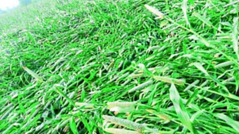 farmer