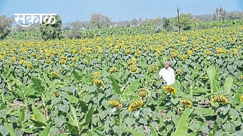banana farming