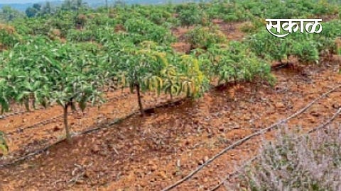 success story farming in ratnagiri farming marathi news