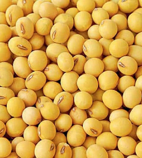 Soyabin