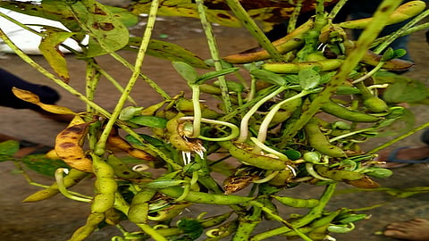 Soybean crop.jpeg