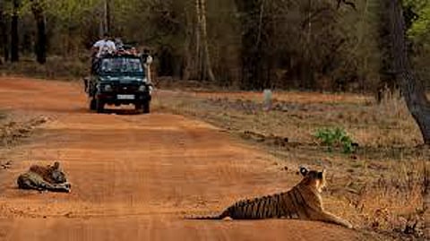 Tadoba