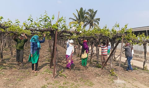 The grape season in Junnar taluka is in trouble.jpg