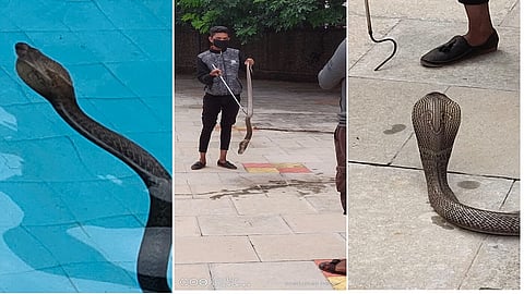 The snake enters the society swimming pool at kothrud