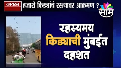 Viral Satya Video Thousands of larvae terror in Mumbai