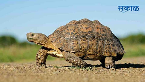 Tortoise