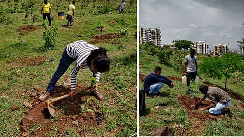 Tree-Planting