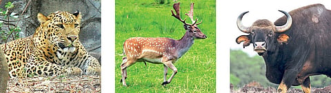 For the first time in history, the wildlife census canceled kolhapur marathi news 