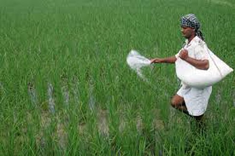 Urea Fertilizer