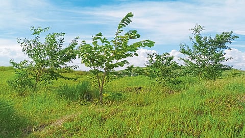 Satara