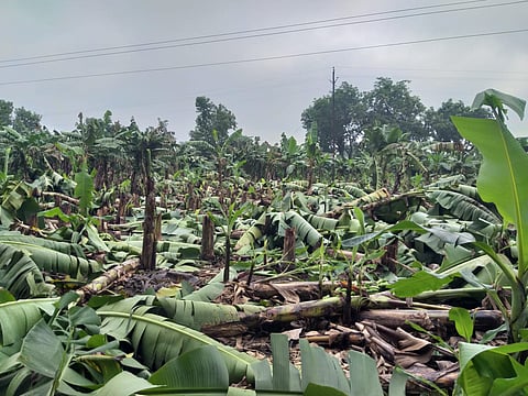banana cotton loss in heavy rain
