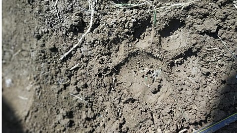 tiger